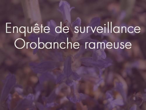 Enquête de surveillance orobanche rameuse