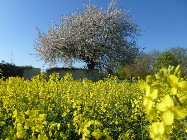 champ de colza Terres Inovia