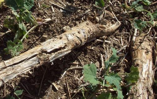 broyage co phoma