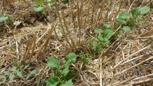 Semis du colza : le semis direct adapté en sols bien structuré