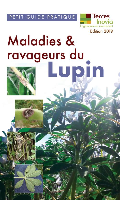 Guide pratique maladies et ravageurs du lupin