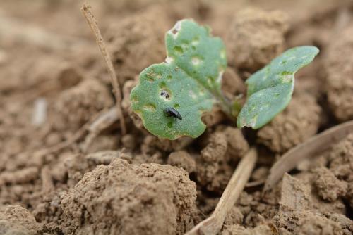 Gestion de la petite altise sur le colza