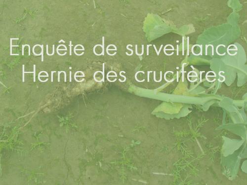 Enquête de surveillance hernie des crucifères