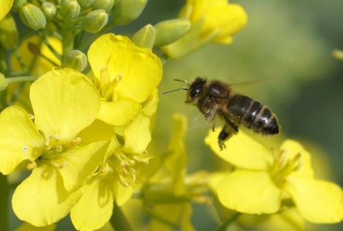 abeilles fleur de colza