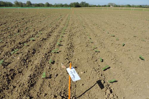 Essai tournesol de Terres Inovia contre les oiseaux