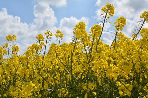 colza en floraison