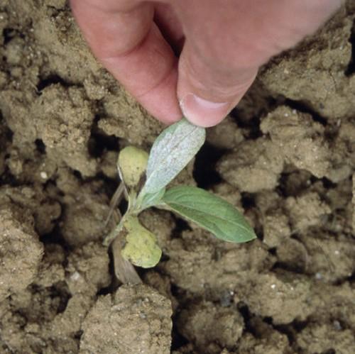 Identifier la présence de mildiou dans le tournesol