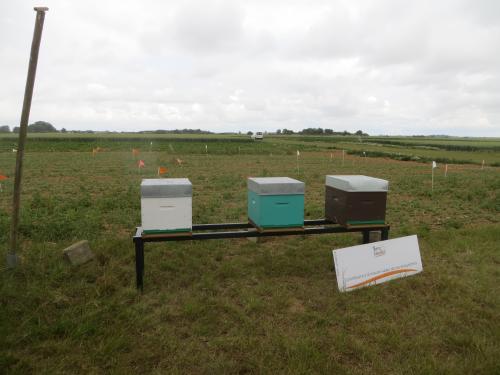 Des abeilles sur la plateforme Syppre Picardie