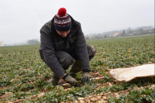 Caractérisation des variétés vis-à-vis de la vigueur et des ravageurs : où en sont les travaux de l’institut ?