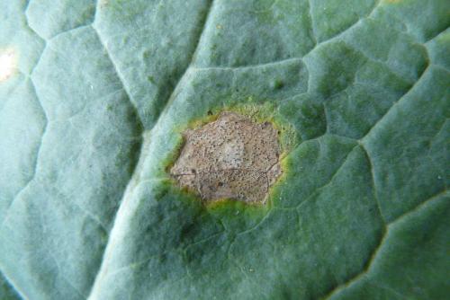 phoma colza