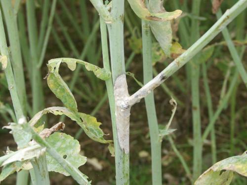 sclerotinia_colza_tige