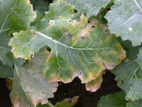 phoma feuille colza