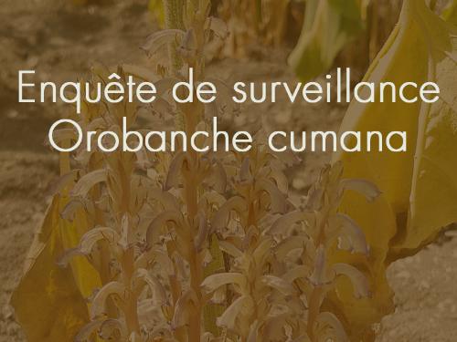 enquête de surveillance orobanche cumana