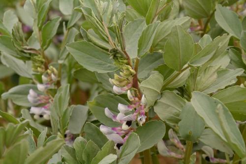 féverole en floraison