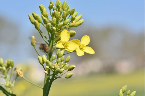 colza debut floraison