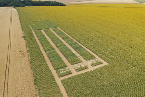 Essais tournesol Terres Inovia