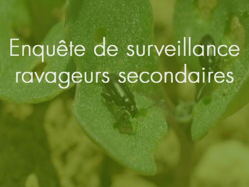 Enquête de surveillance ravageurs secondaires du colza