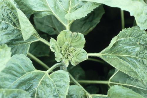 tournesol sclerotinia bourgeon