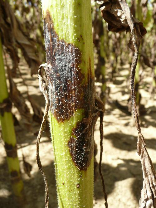 phoma tournesol