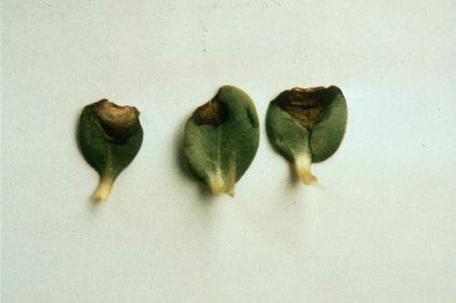 phomopsis cotyledons tournesol