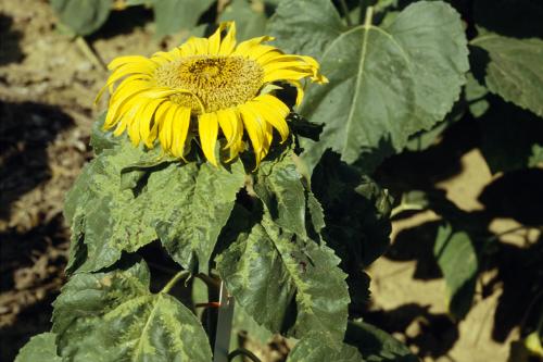 mildiou_floraison tournesol