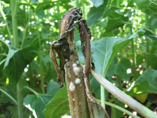 sclerotinia tige tournesol