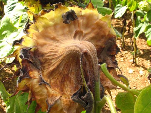 sclerotinia tournesol