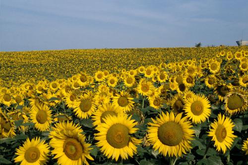 champ tournesol