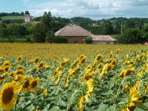 parcelle tournesol