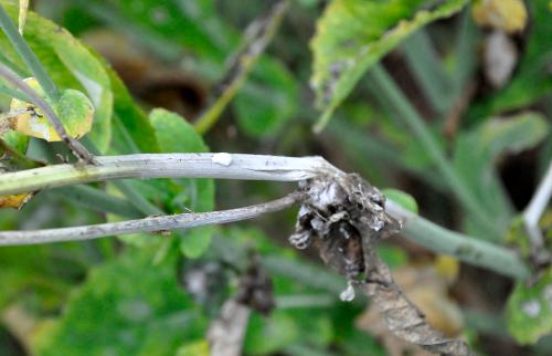 Sclérotinia sur tige colza