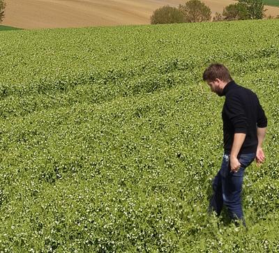 Une diversité des cultures, avec du pois 