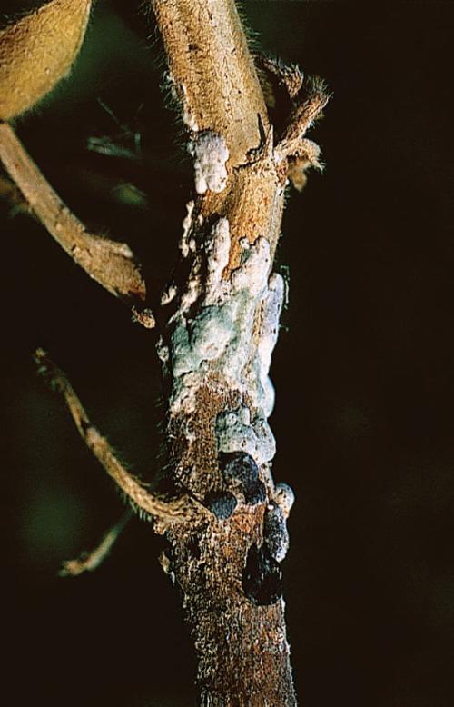 Symptôme de sclérotinia sur tige de soja