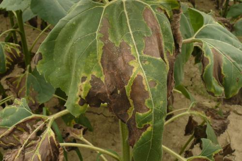 Verticillium_feuille_tournesol