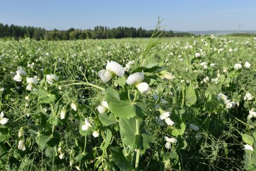 pois d'hiver en floraison - nouveau guide pois 2021