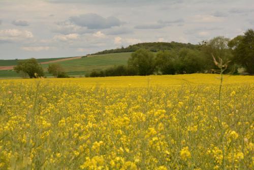 Récolte 2020 des céréales à paille, colza et pois