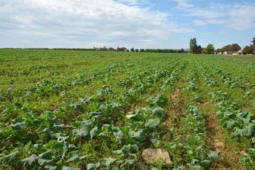 colza associé, les travaux de Terres Inovia