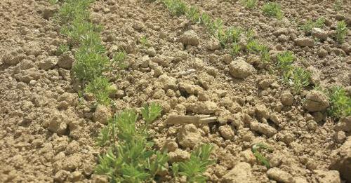 lentille terres inovia cap protéines essais variétés