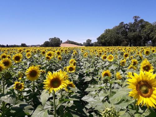 A survey on sunflower cultivation practices shows an evolution of practices