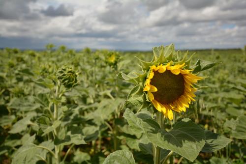 tournesol debut floraison