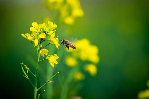 abeille sur colza