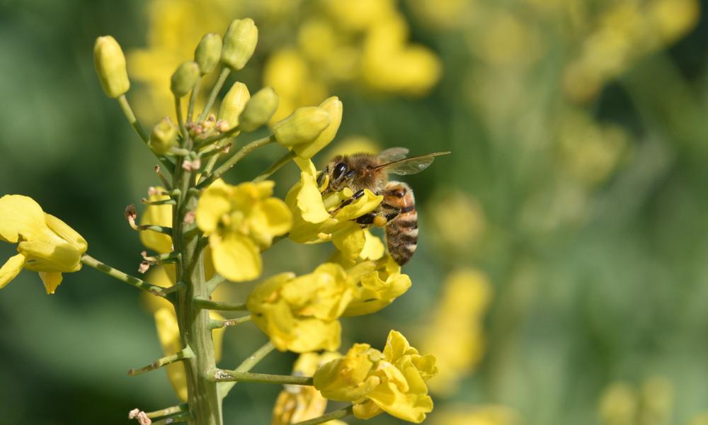 Les 4èmes Rencontres nationales des insectes pollinisateurs, organisées par l’association Arthropologia, se sont déroulées à Lyon les 23 et 24 octobre.