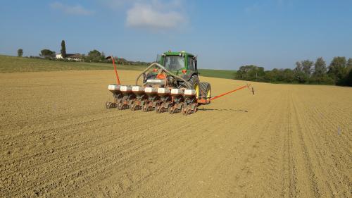 semis de tournesols