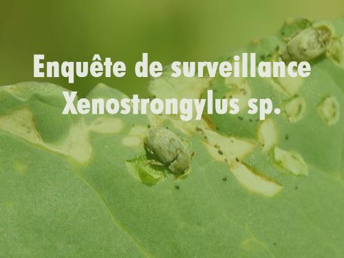 Enquête sur Xenostrongylus sp. 