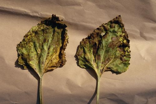 tournesol feuille carence potasse