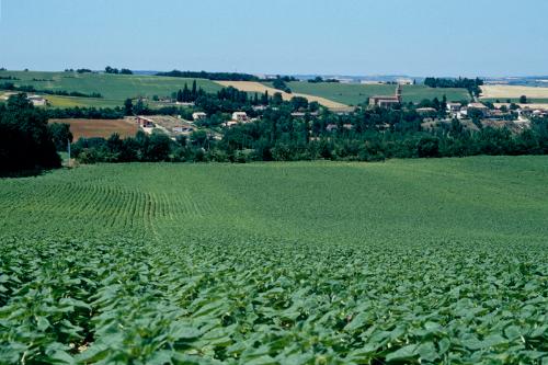 bande azotée tournesol