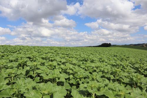 champ tournesol levée