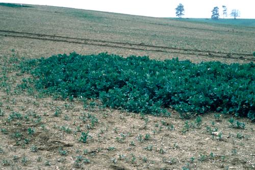 diagnostic foliaire carence tournesol