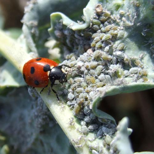 Coccinelle et pucerons cendrés sur colza