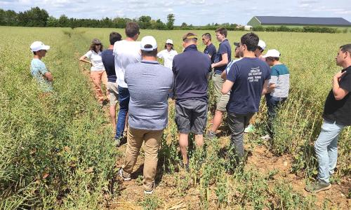 Terres Inovia presented the specific trials set up to improve control strategies against rapeseed diseases, in particular against mycosphaerella.