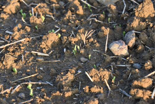 Réussir son implantation pour limiter la sévérité des maladies sur pois de printemps